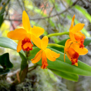 Орхидея в саду орхидей, Фуншал, Мадейра, 2016