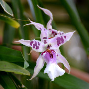 Орхидея в саду орхидей, Фуншал, Мадейра, 2016