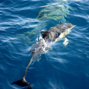 Дельфин. Мадейра, 2016
