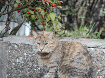 Стамбул. Коты и кошки