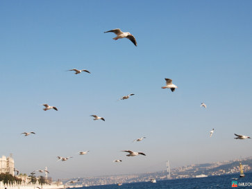 Стамбул. Чайки над Босфором