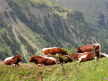 Австрия. Альпийские коровы