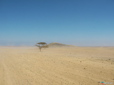 Египет. Пустыня. Дерево