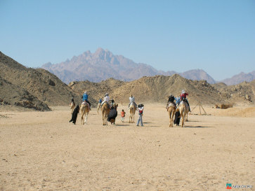 Египет. Катание на верблюдах