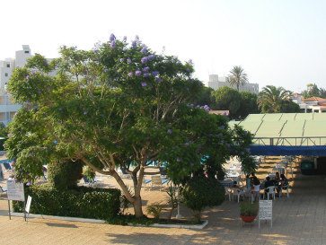 Кипр-2008. Кристофиния. Вид из номера 106