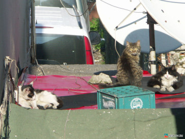 Стамбул. Кошки. Сулеймание