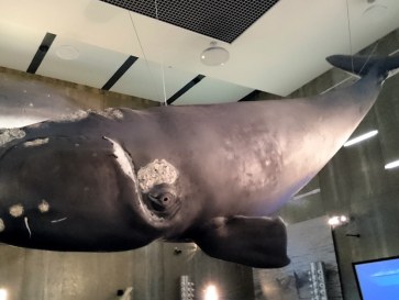 Музей китового промысла. Канисал. Мадейра