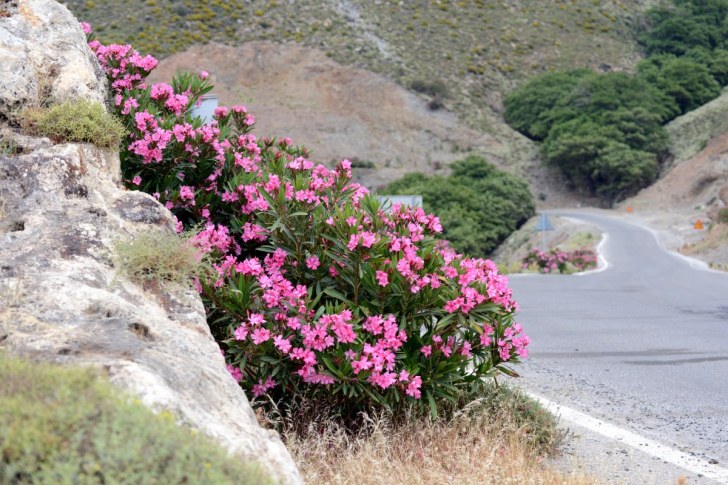 Цветы вдоль дороги на западе острова Крит. Июнь 2015