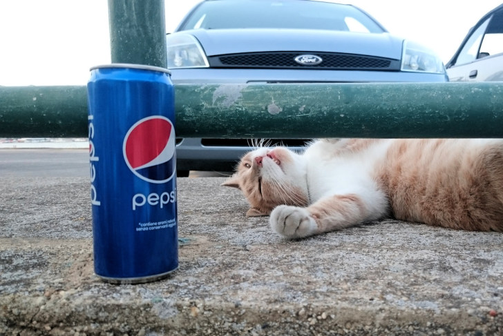 Кошка и пепси. Липари. Италия, 2015