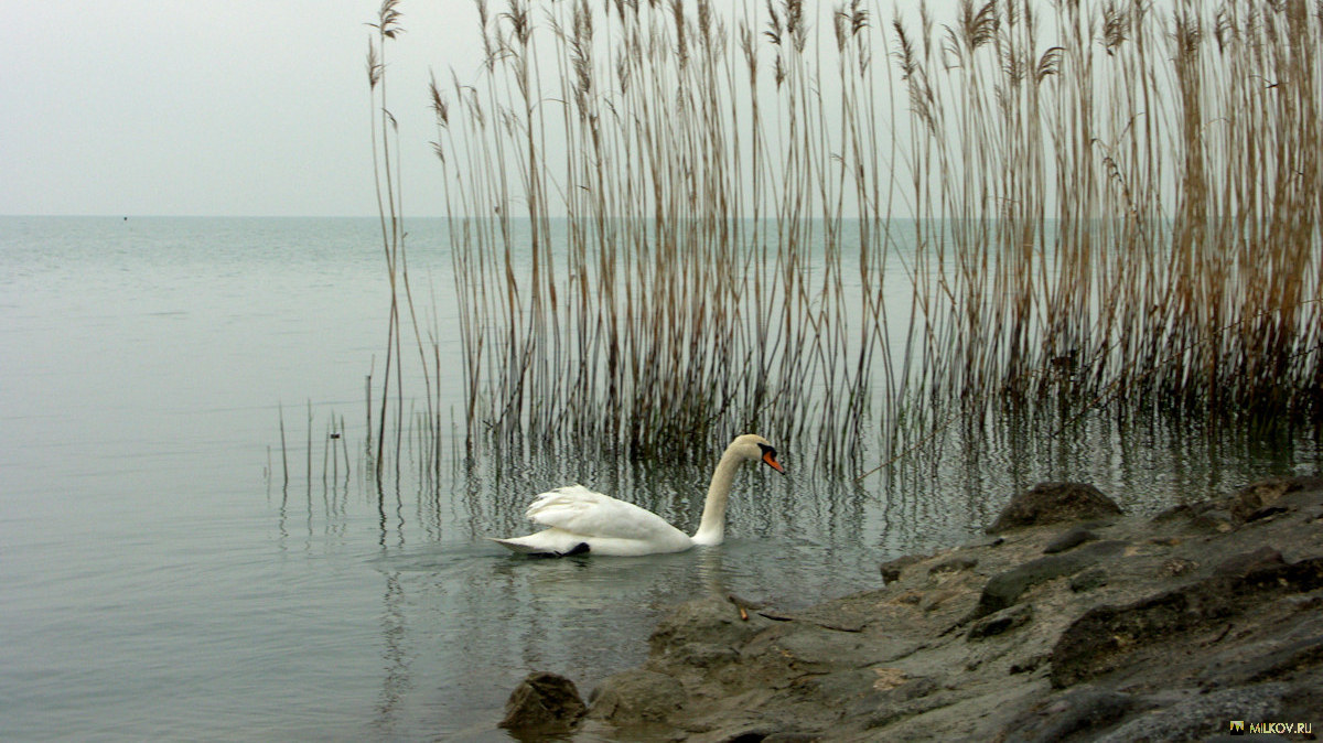 Озеро Гарда. 2005 г.