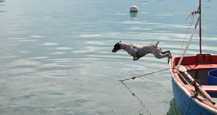 Собака ныряет в воду с лодки